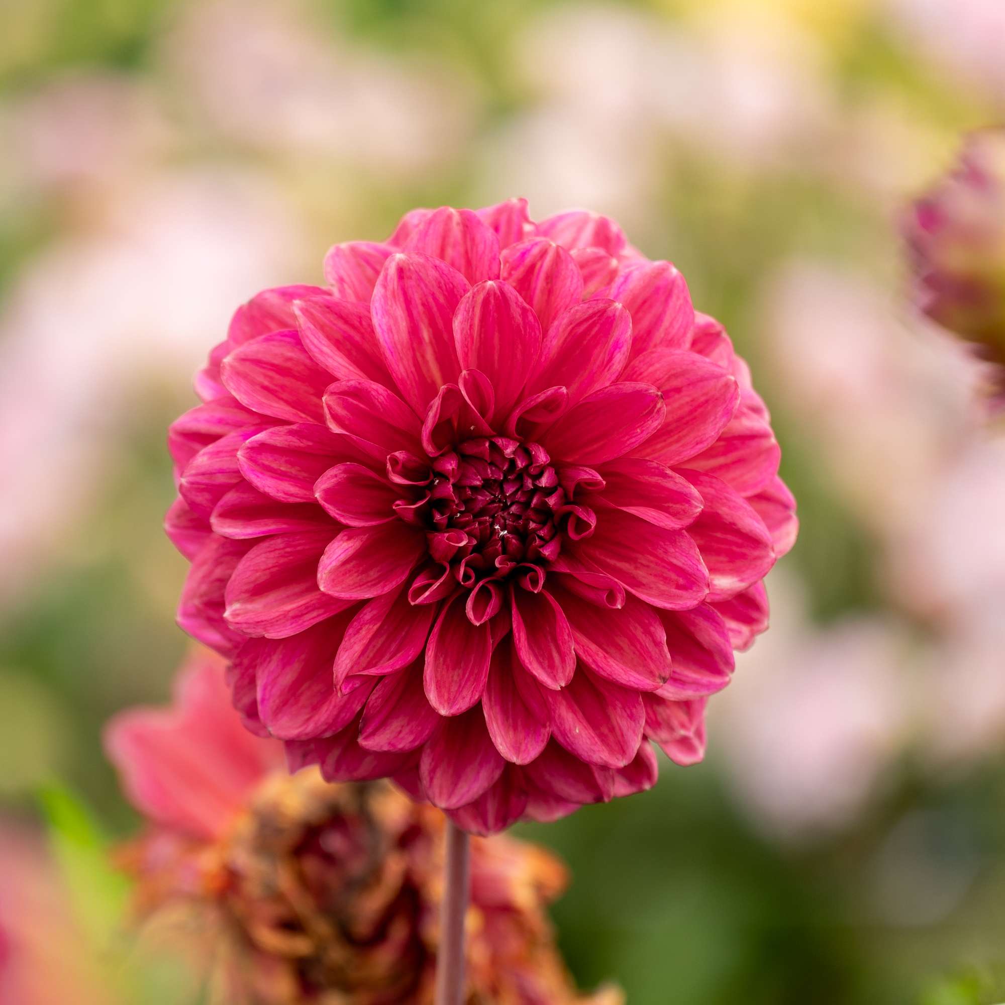 Dahlia 'Perch Hill'